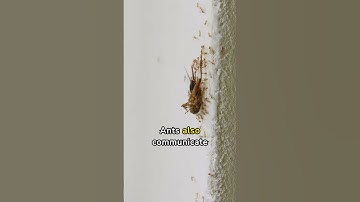 the surprising world of ant communication coordination and efficiency in nature