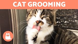 Why Do CATS GROOM Themselves?  (5 Reasons)