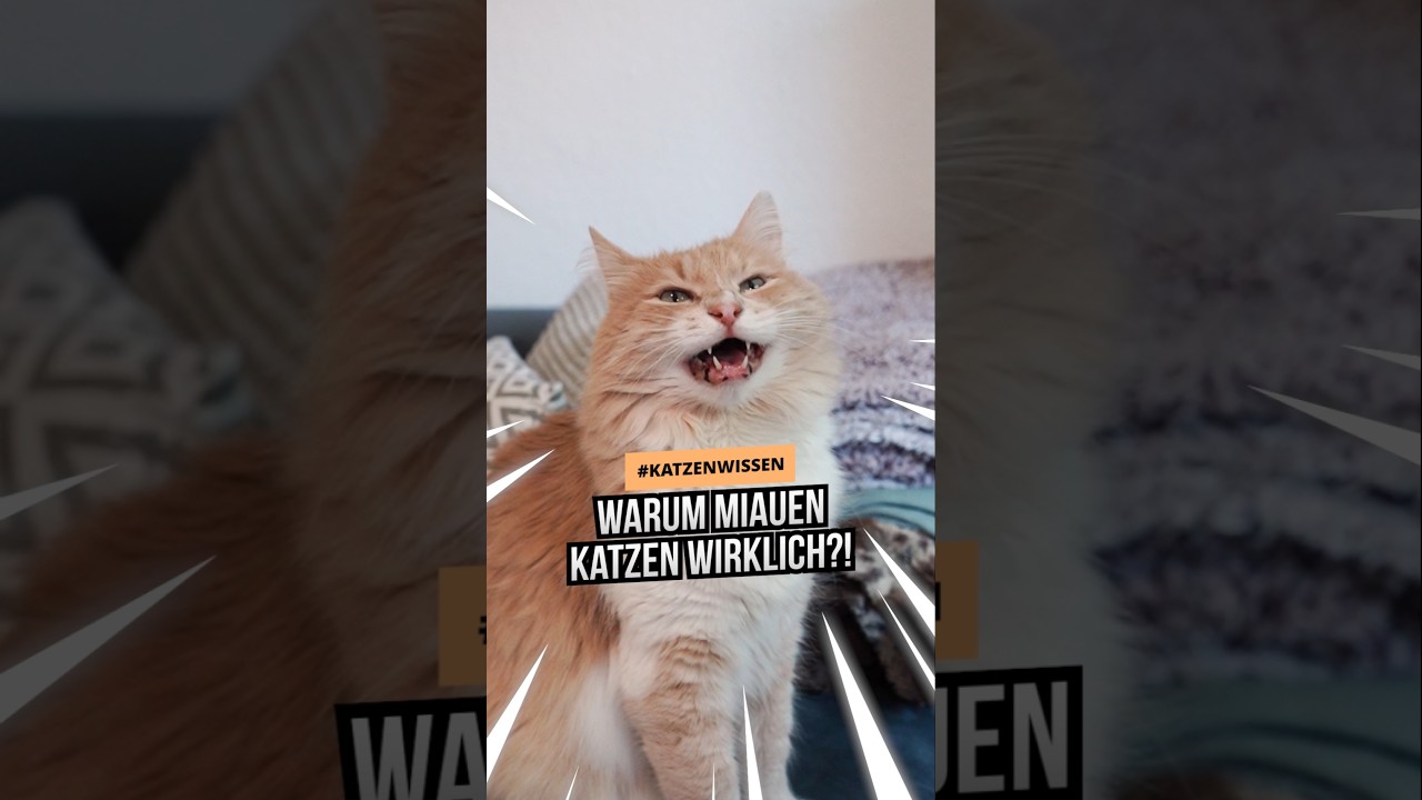 Warum miauen Katzen eigentlich? Die Antwort wird dich überraschen – sie miauen nicht für Katzen!