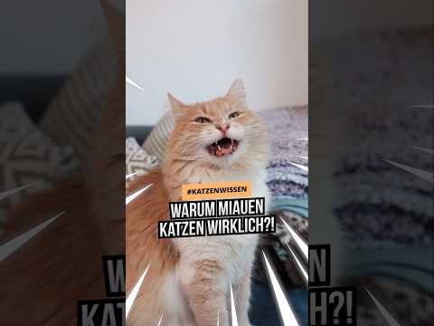 Warum miauen Katzen eigentlich? Die Antwort wird dich überraschen – sie miauen nicht für Katzen!