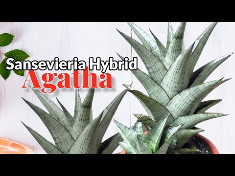 Sansevieria Hybrid 'AGATHA'