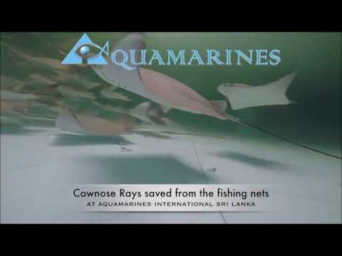 cownose rays lbi Cownose Ray Exporter