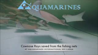 Cownose Ray Exporter