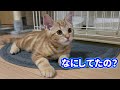 お留守番してて拗ねちゃった子猫が可愛いすぎる