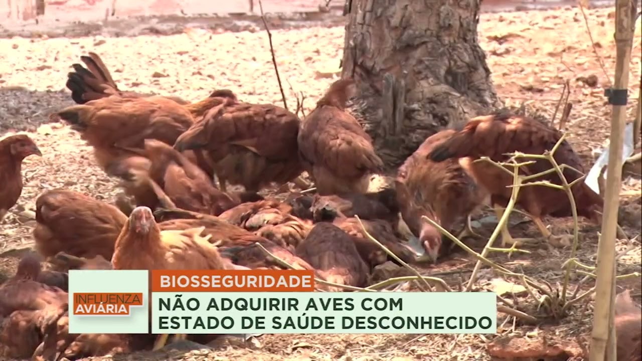 Gripe aviária: medidas de biosseguridade