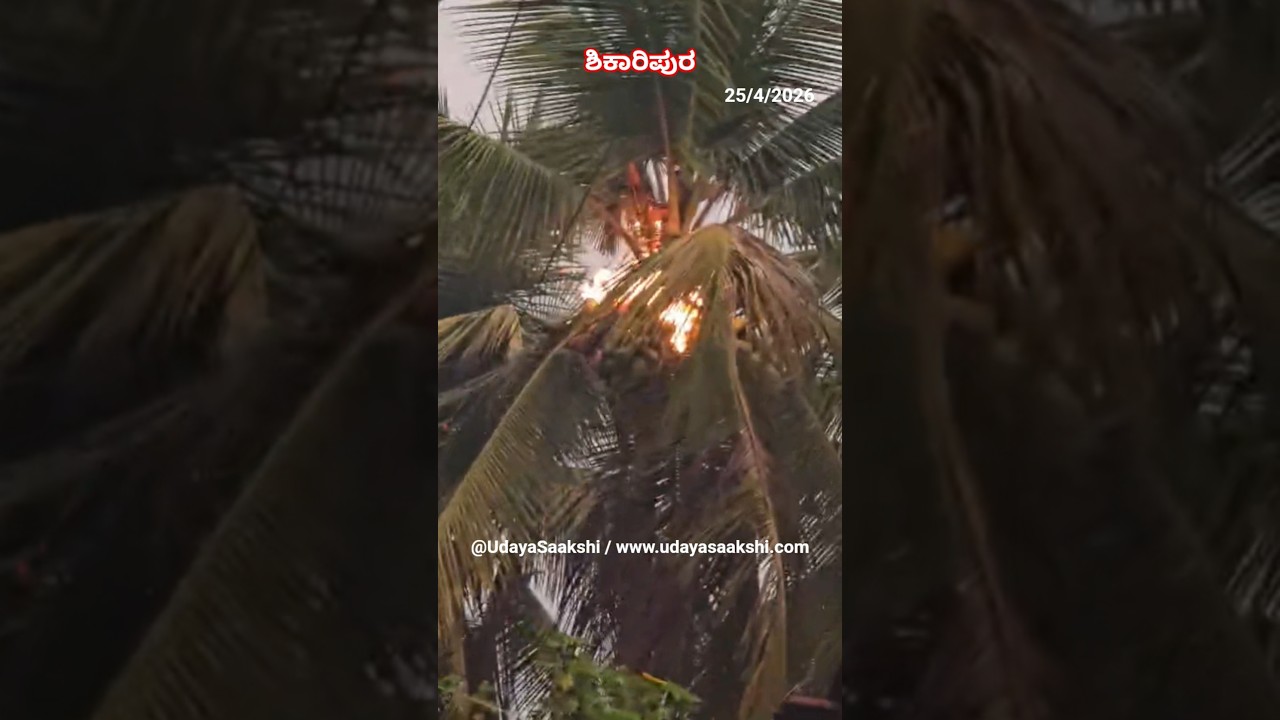 ಶಿಕಾರಿಪುರ ತಾಲೂಕಿನ ಕ್ಯಾದಿಗೆಕೊಪ್ಪ ಗ್ರಾಮದಲ್ಲಿ 25/4/2026 ರಂದು ಸಿಡಿಲು ಹೊಡೆದು ತೆಂಗಿನಮರಗಳಿಗೆ ಹೊತ್ತಿದ ಬೆಂಕಿ.