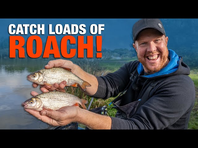Catch LOADS Of Roach and Silvers Using Casters! | Andy May - YouTube