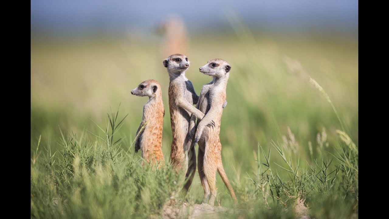 Сурикат. Маленький мангуст.