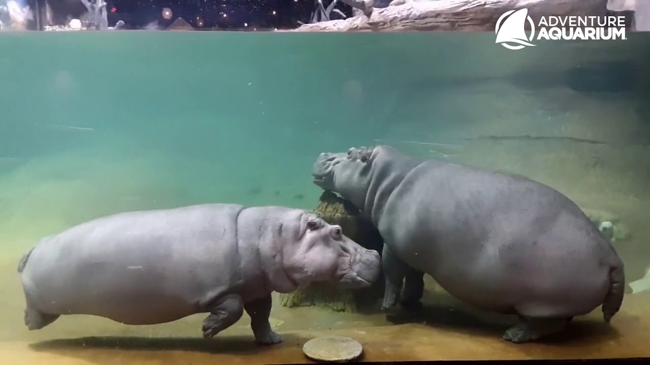 Are Hippos Related To Horses?