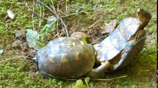 Box Turtles Mating! Graphic! Part 1 of 3 Resimi