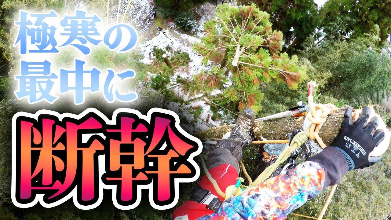 【大寒波】極寒の日に地上約30mの樹上で断幹！｜めちゃくちゃ高いしめちゃくちゃ寒い！【ド迫力】