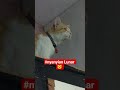 Nyanyi aja duls 🐱 #cat #kucing #mewers #catlove