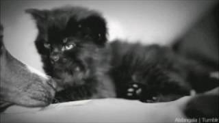 Baa Cat Gifs With Meow Sound Effect Baa