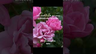 Rosa Abietina Gren. Ex Christ