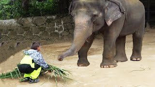 動物園のゾウにサトウキビを寄付しました【動物園のSOS #4】