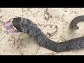 6 most Unique and Beautiful Snakes in the World in Urdu/Hindi |Flying Snake دنیا کے عجیب و غریب سانپ