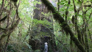Big Sitka Spruce Tree near the Queets River in the Olympic Peninsula by Novel Trek 151 views 1 year ago 1 minute, 45 seconds