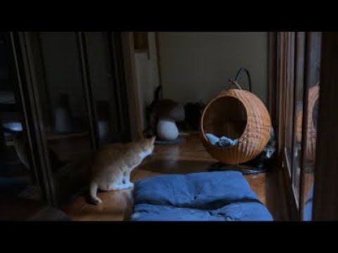 垂れ流し配信_夜_260521
