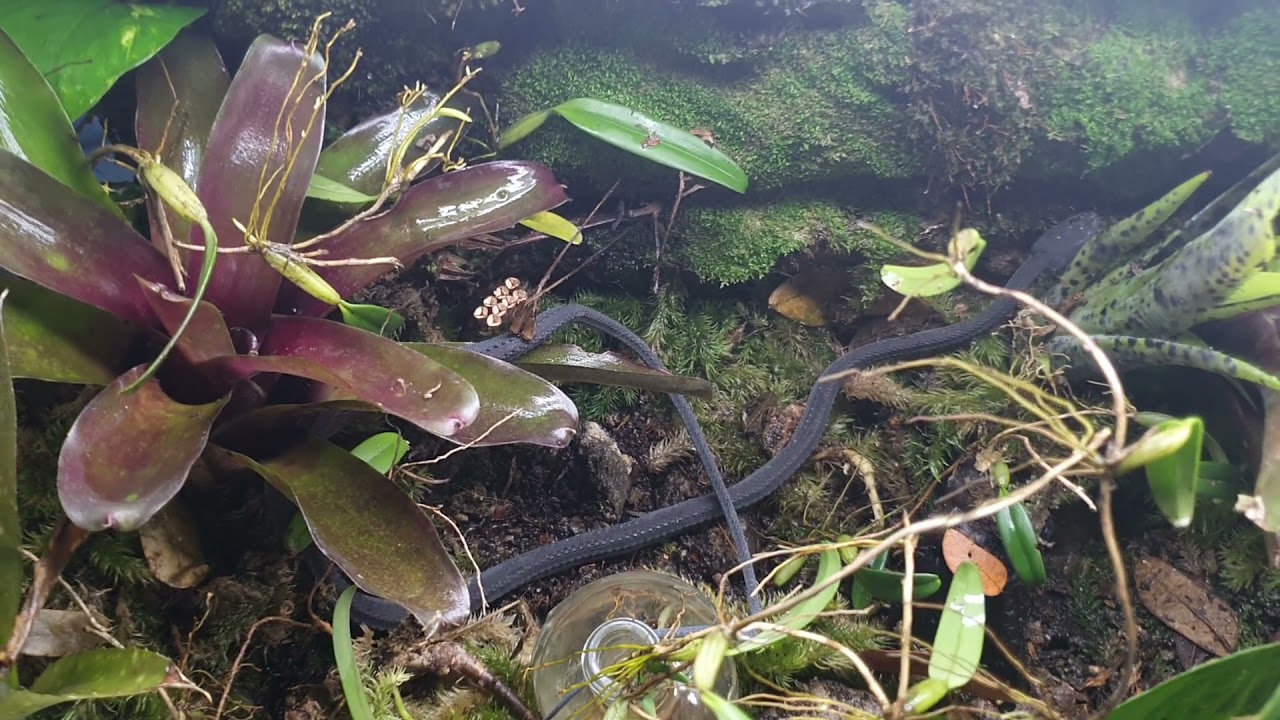 Dragon snake defense mechanism