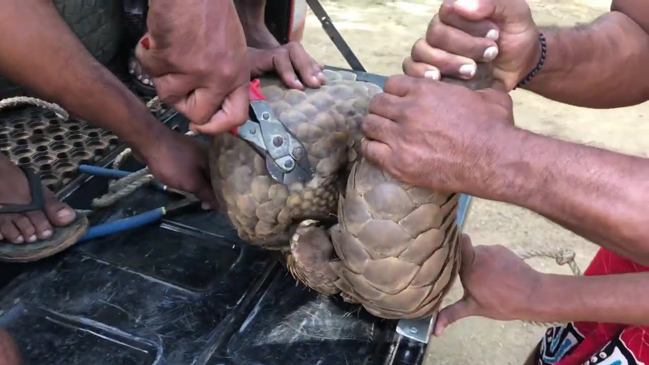 Woow!!🐲world 1st rescue indian pangolin 😍subscribe🙏🙏trengalin