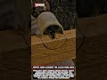 Perfect Screw Alignment for a Clean Wood Curve #woodworking #carpentry #satisfying #wood