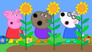 As flores muito altas | Peppa Pig Português Brasil Episódios Completos