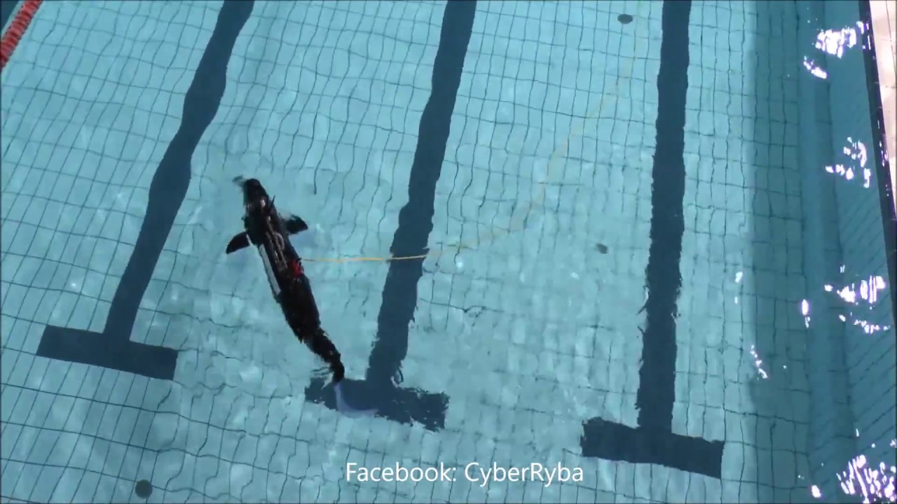 IMPACT18, CyberRyba, Śledzik, SABUVIS, Polish BUV's