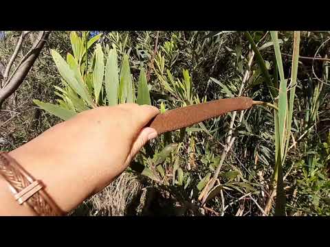 Video: Totora - Hierba De Pantano
