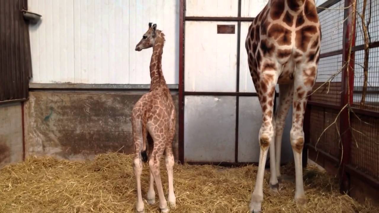fota 自動車 Baby Giraffes at Fota Wildlife Park Need a Name