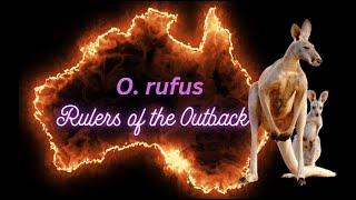 The red kangaroo: Adaptations