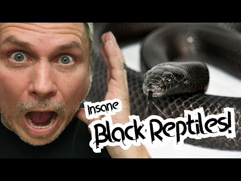 Video: Kingsnake Reptile Breed Allergivenlig, Sundhed Og Levetid