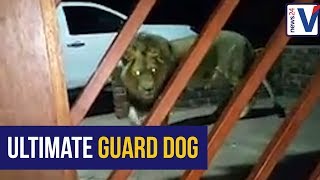 Farm Murders Free State Farmer Employs Lion As A Guard Dog