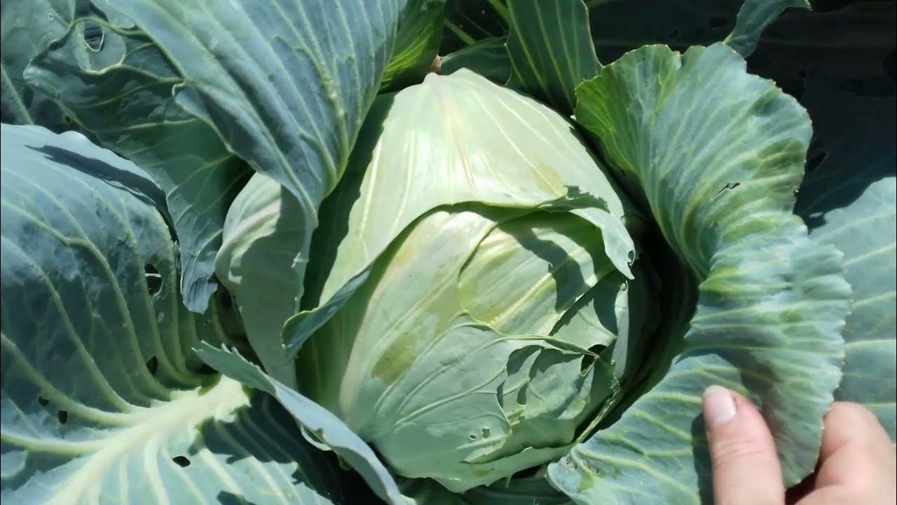 Капуста. Правильно выращиваем кочаны капусты. - YouTube