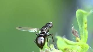 Fliege Sepsis cynipsea