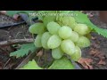 Сорта винограда Гордей пасынки 2017