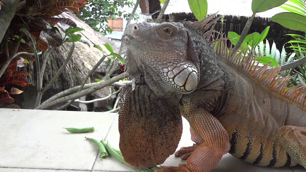 iguana cantik