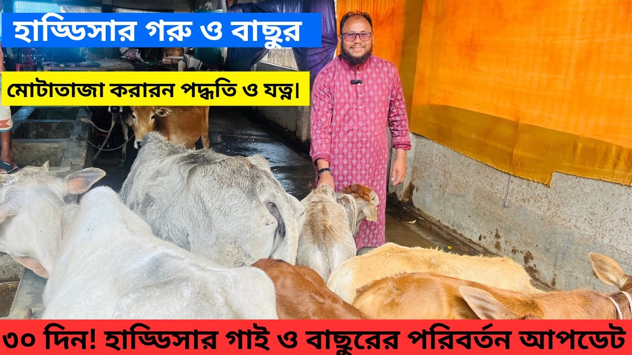 ৩০ দিন! হাড্ডিসার গাই ও বাছুরের পরিবর্তন আপডেট