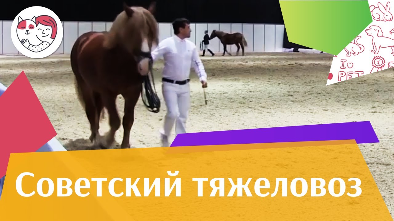 питомцы кукол лол ЛОШАДИ Советская тяжеловозная порода ЭКВИРОС 2016 на ilikepet