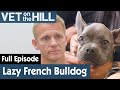 🐶 French Bulldog Puppy Has Stopped Playing Around | FULL EPISODE | S03E13 | Vet On The Hill