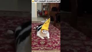 #котыприколы #кошкивидео #кошки #животные #животные