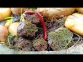 Animal Swarm , A Rare Look at a Millipede Colony #RareAnimals #IncredibleInsects