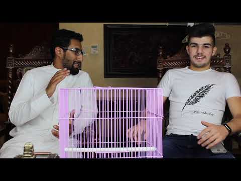 اساسيات ترويض الطيور مع الكابتن احمد الخطيب