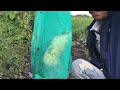 Bẫy rắn dính 3 con rắn hổ đất kinh dị Săn Bắt . Lê Tuyên Xinh