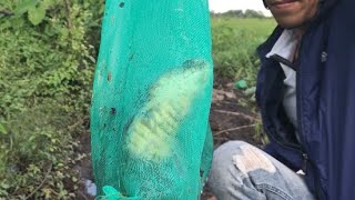 Bẫy rắn dính 3 con rắn hổ đất kinh dị Săn Bắt . Lê Tuyên Xinh