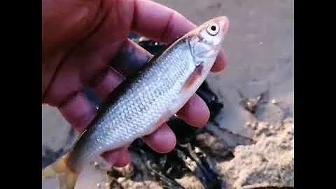 Рыба. Как её название?🐟 Елец, Чубак, Падуст, Мохтик?