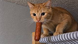 Weird Cat Behavior