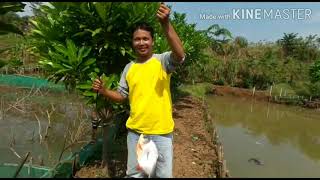Kegiatan mancing rutin  SFG Fishing Club 🎣 #episode empang Jatijajar