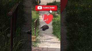 Abandoned cat with ticks all over its body. un chat abandonné avec des tiques partout sur le corp