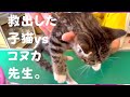 《おぎん》救出した子猫の診察結果‼️@taipi 【切り抜き】