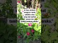 Ibu 3 Anak. #ytshorts #galaubrutal #ibuanaktiga #ibu #quotes #mamat #storywa #parenting #motivasi